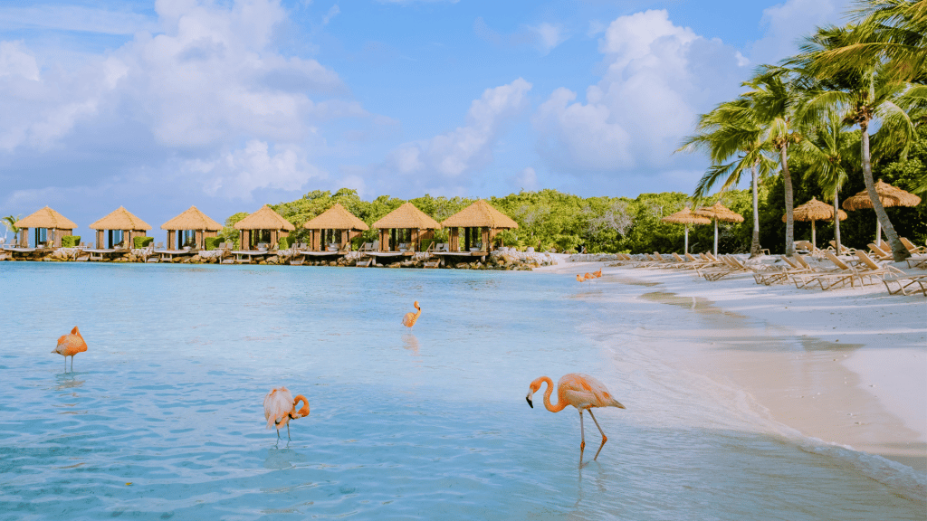 Aruba Strand Flamingo