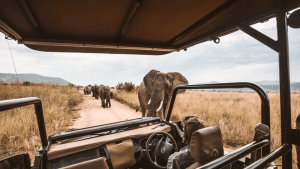 Safari Namibia 16x9