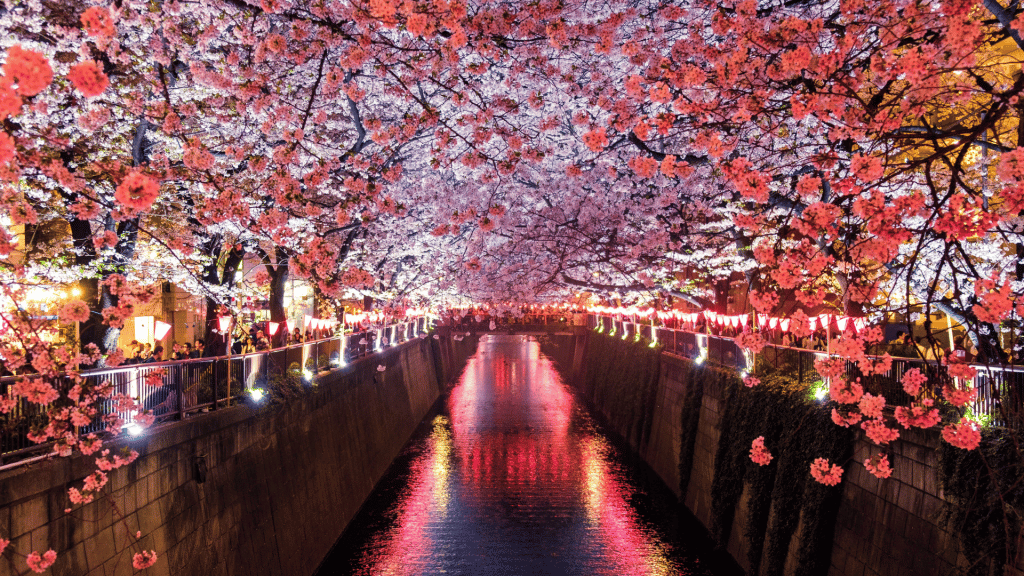 Kirschbluetenfest Japan