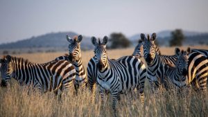 Tansania Zebras