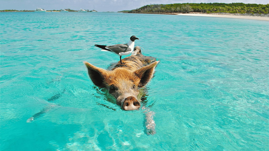 Bahamas Schwein