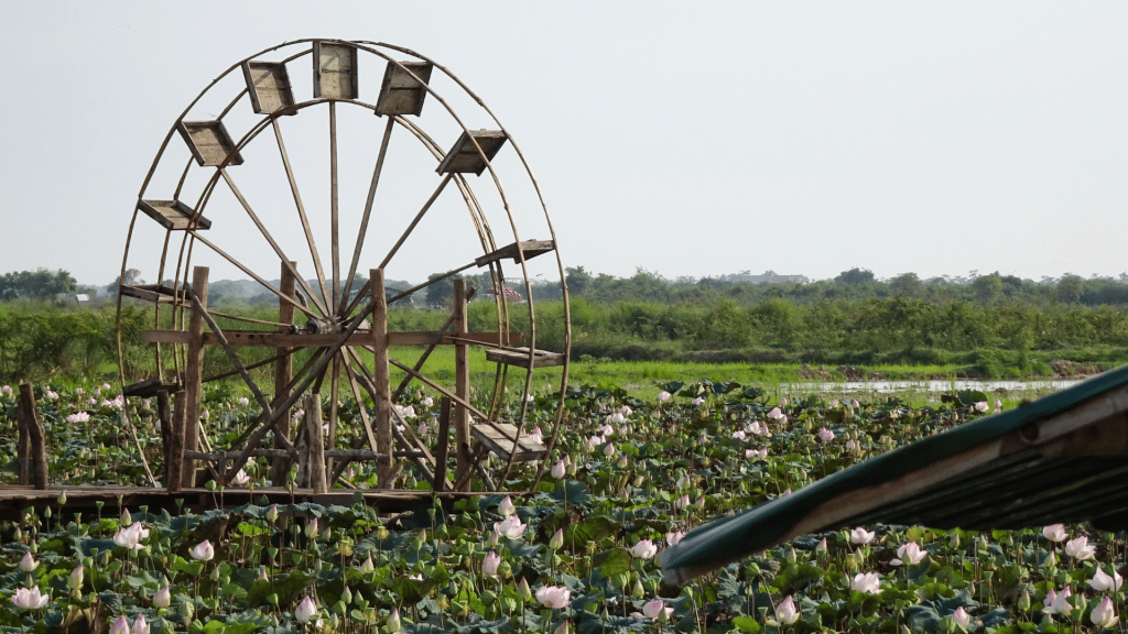 Siem Reap Lotusfarm Kambodscha