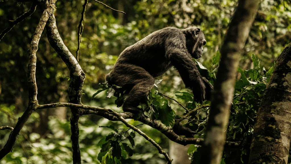 Gorilla Rwanda