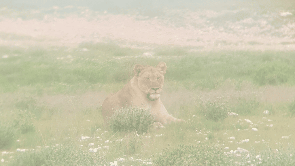 Löwin Etosha