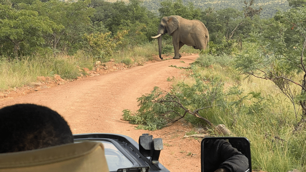 Shambala Game Reserve Safari Elefant
