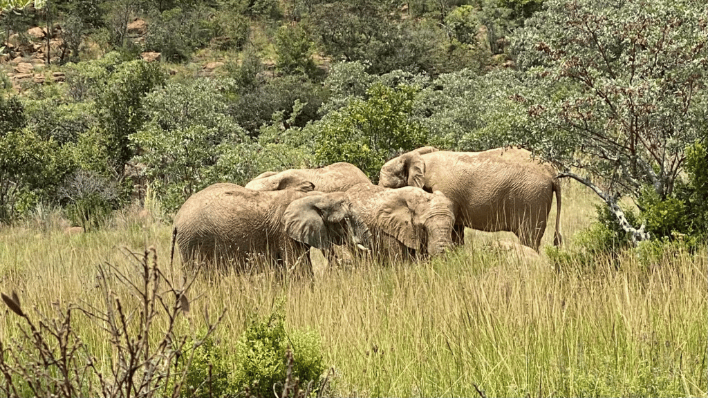 Shambala Game Reserve Safari Elefanten