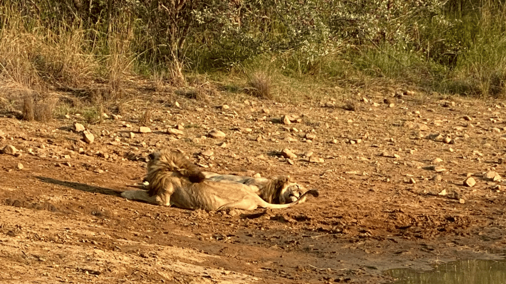 Shambala Game Reserve Safari Loewen