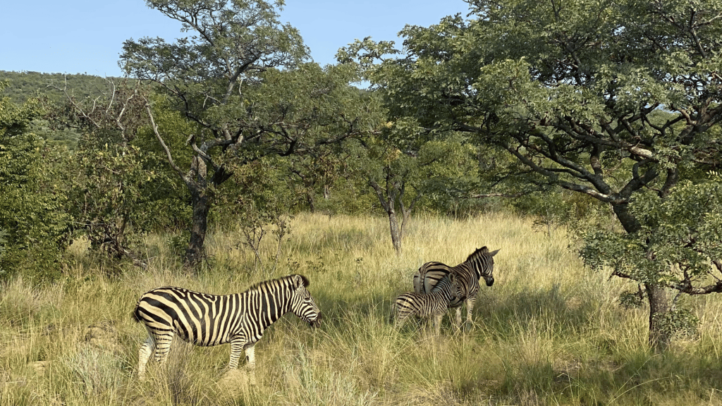 Shambala Game Reserve Safari Zebras