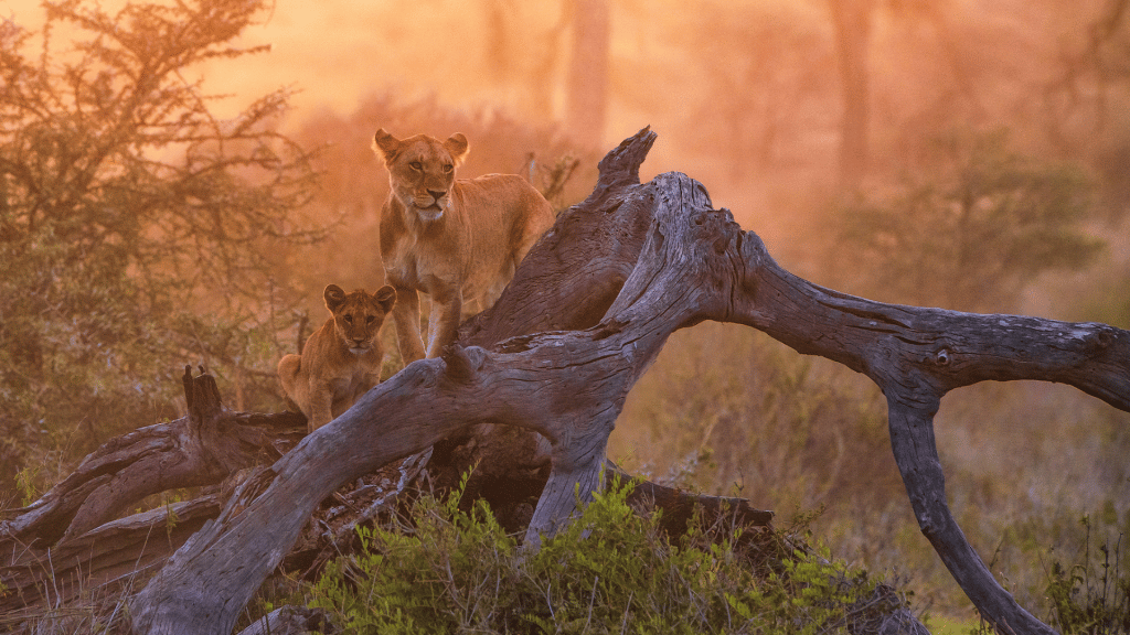 Four Seasons Privatjet Route African Wonders