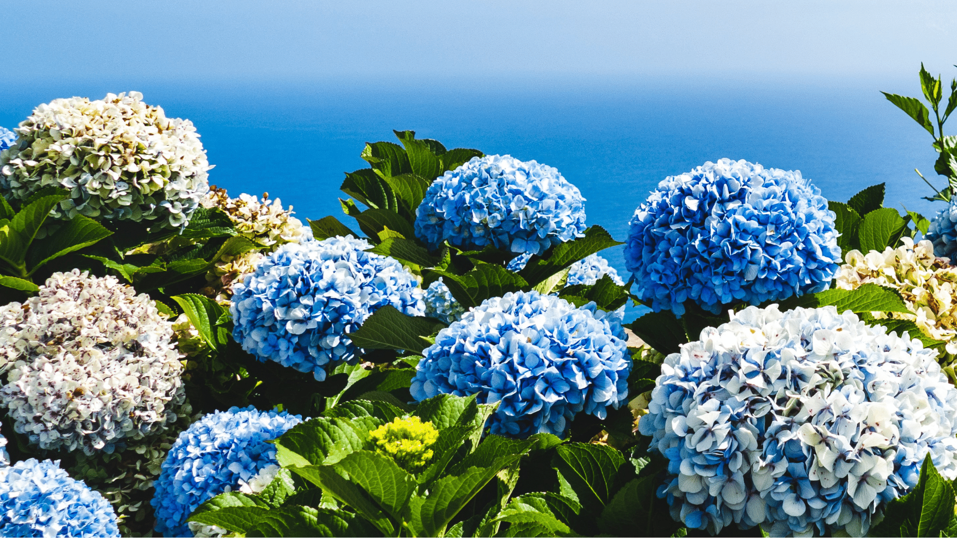 Madeira Blumeninsel