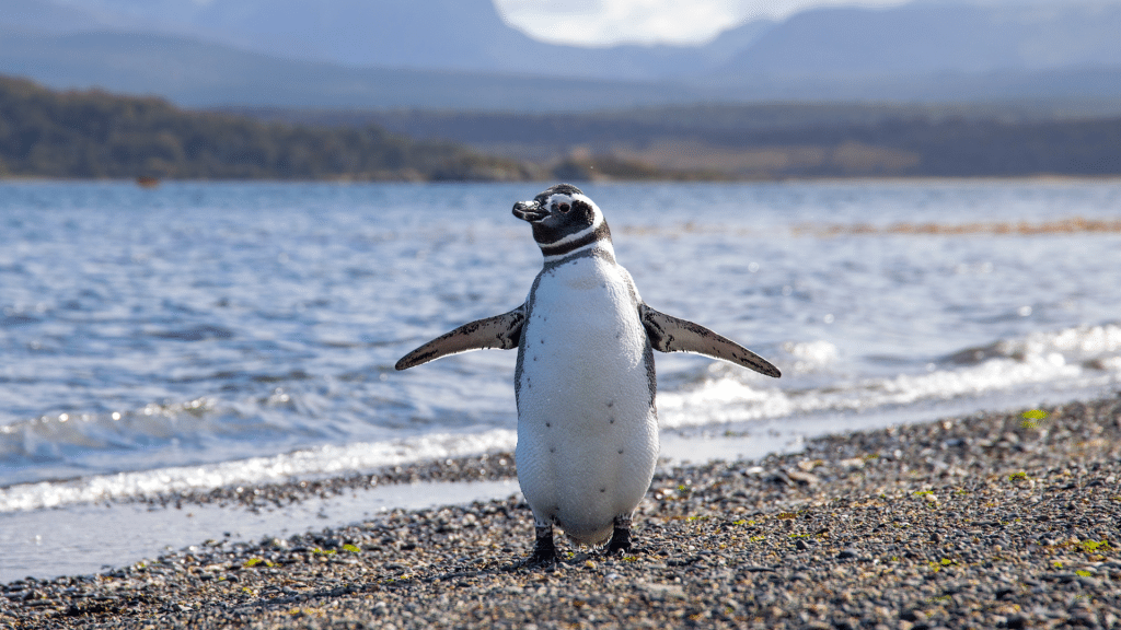 Argentinien Pinguin