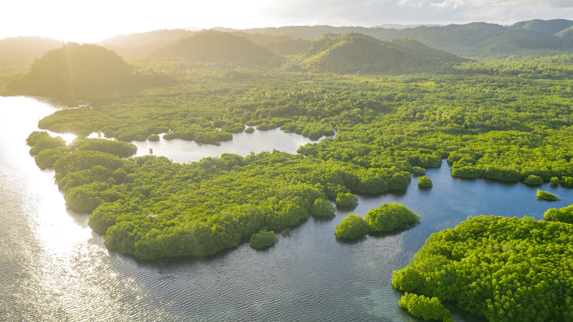 Blick über den Amazonas im Regenwald