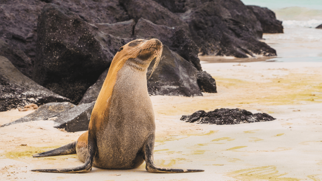 Galapagos Inseln Tiere