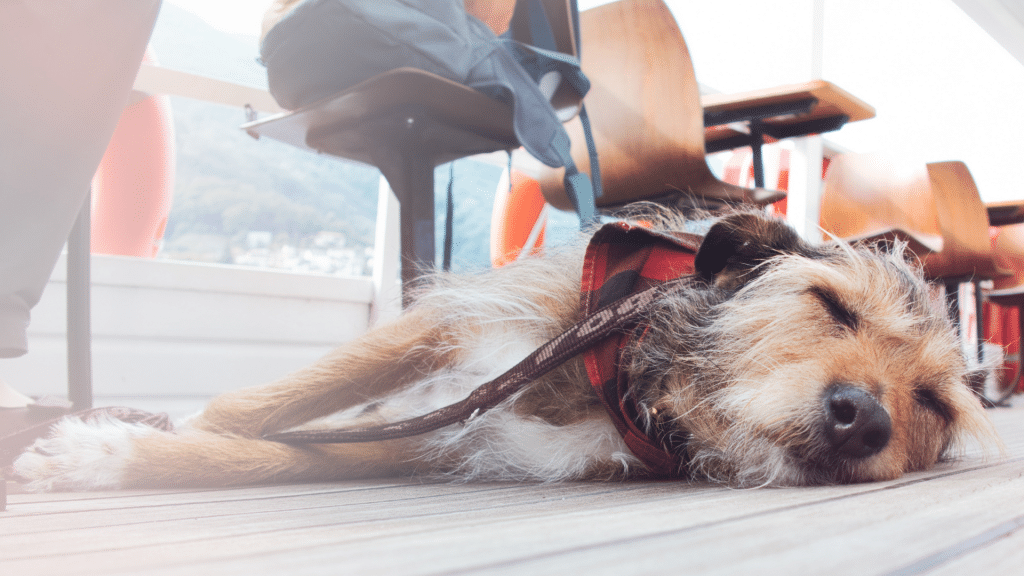 Kreuzfahrt mit Hund An Deck