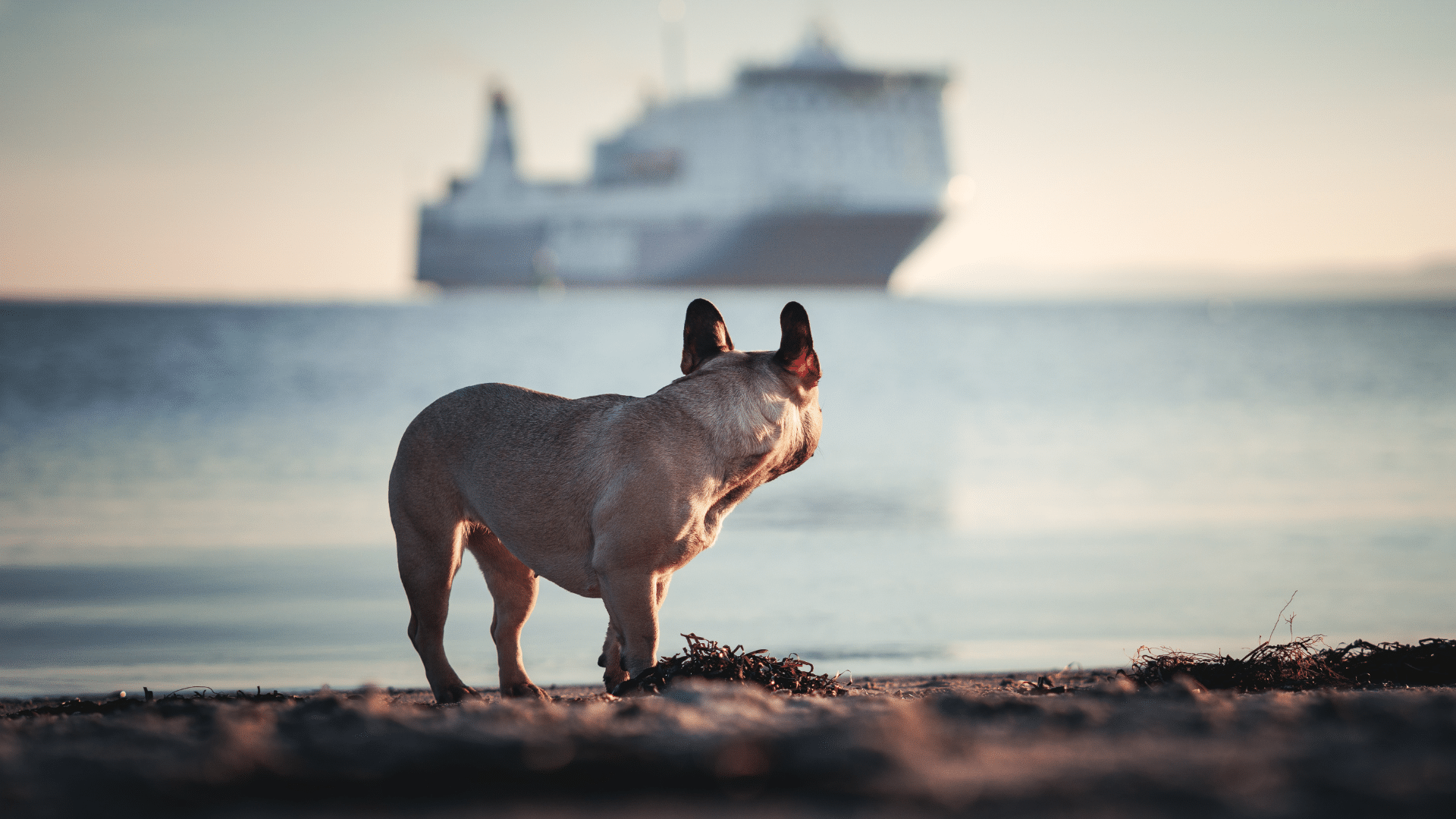 Kreuzfahrt Mit Hund
