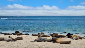 Galapagos Insel Strand San Cristobal