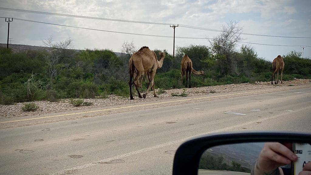 Kamele Oman Straße