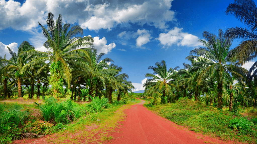 Palmölplantage Indonesien