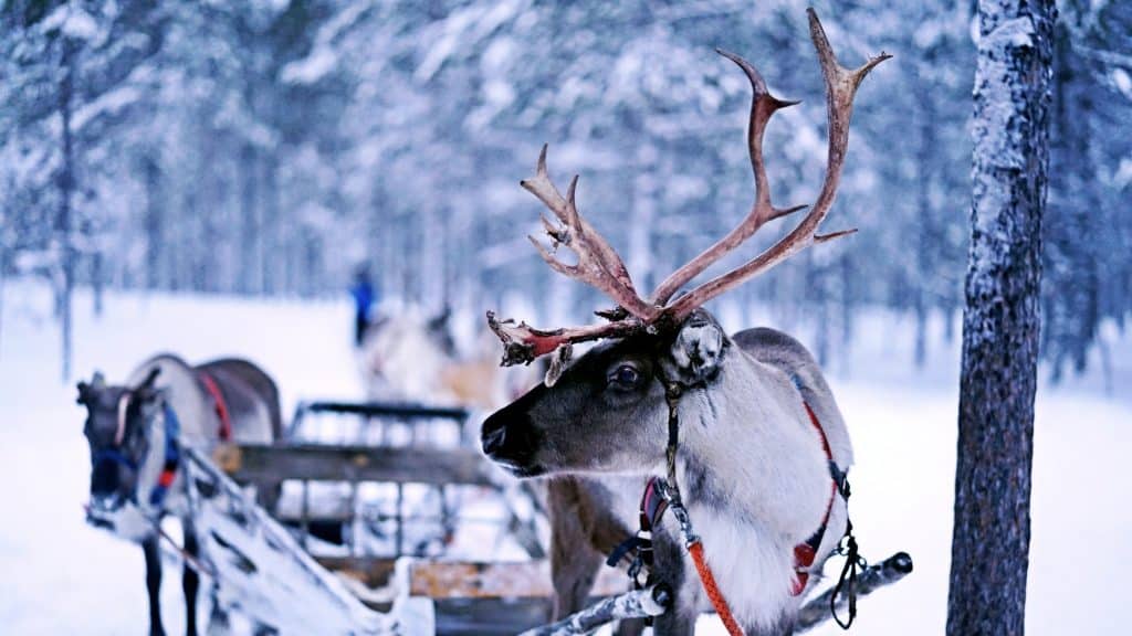 Finnland Edelweiss Neue Sknandinavische Destinationen