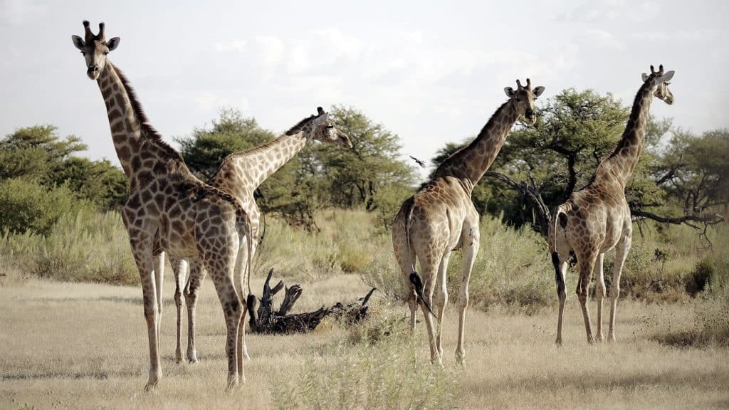Rovos Rail Safari Giraffen