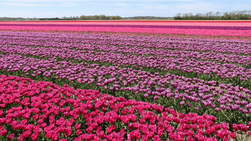 Tulpenfeld in den Niederlanden als Symbol fuer die Herkunft der Achmea Bank