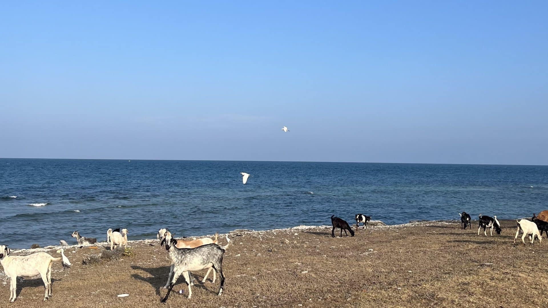 Eine eindrückliche Fahrradtour durch Delft Island