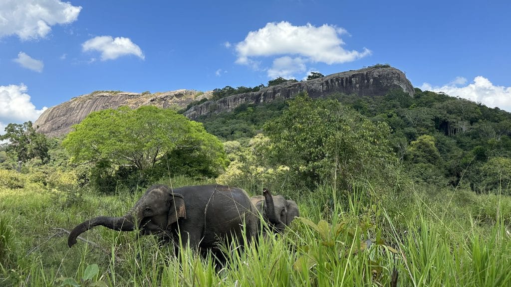 Elefanten Livia Sri Lanka 2024