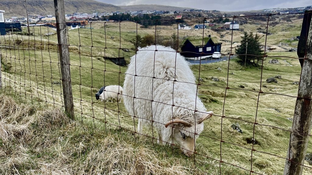 Schafe in Torshavn