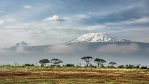 Kenia Baumpflanzen Touristen