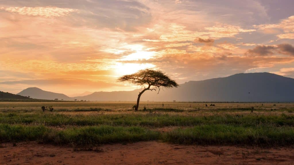 Kenia Baumpflanzen Touristen Klimawandel