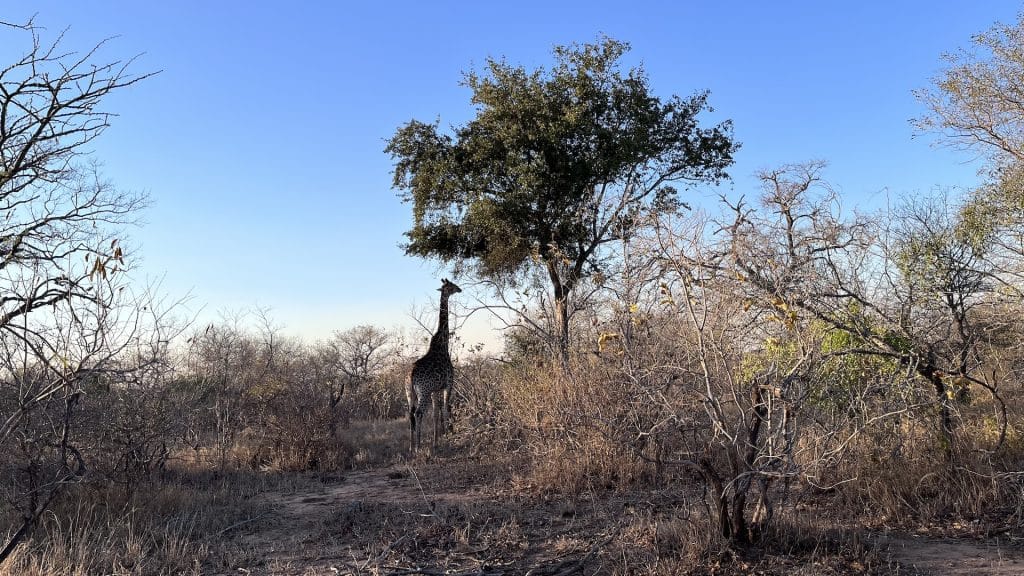 Giraffe Am Morgen