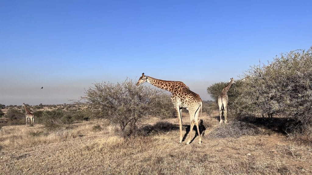 Giraffen Weg Raus