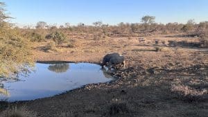 Rhino An Wasserstelle