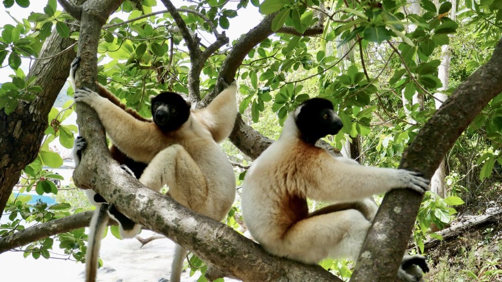 Lemuren auf Madagaskar