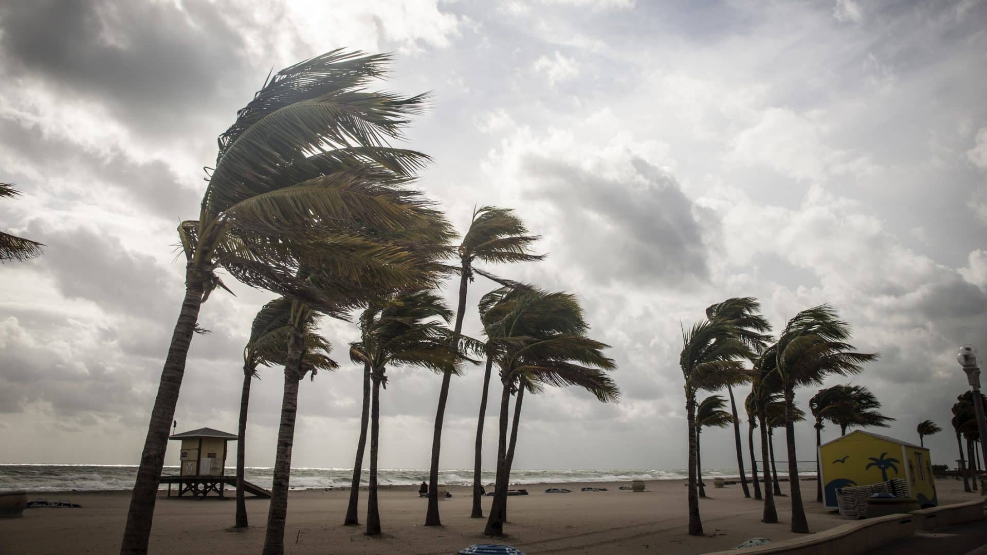 Palm Trees Before A Tropical Storm Or Hurricane