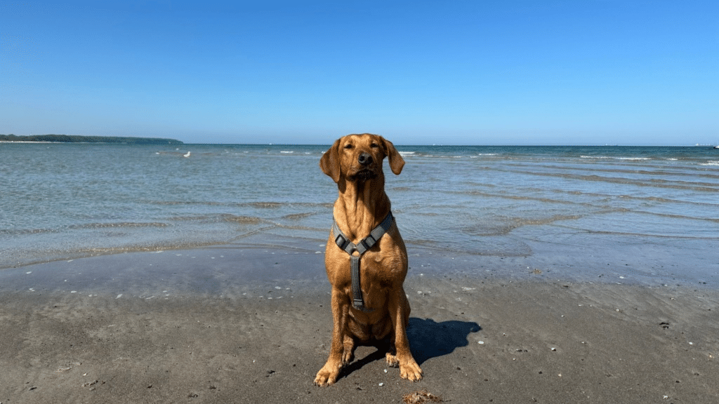 Reisejahr Julia Warnemuende Hund Ostsee