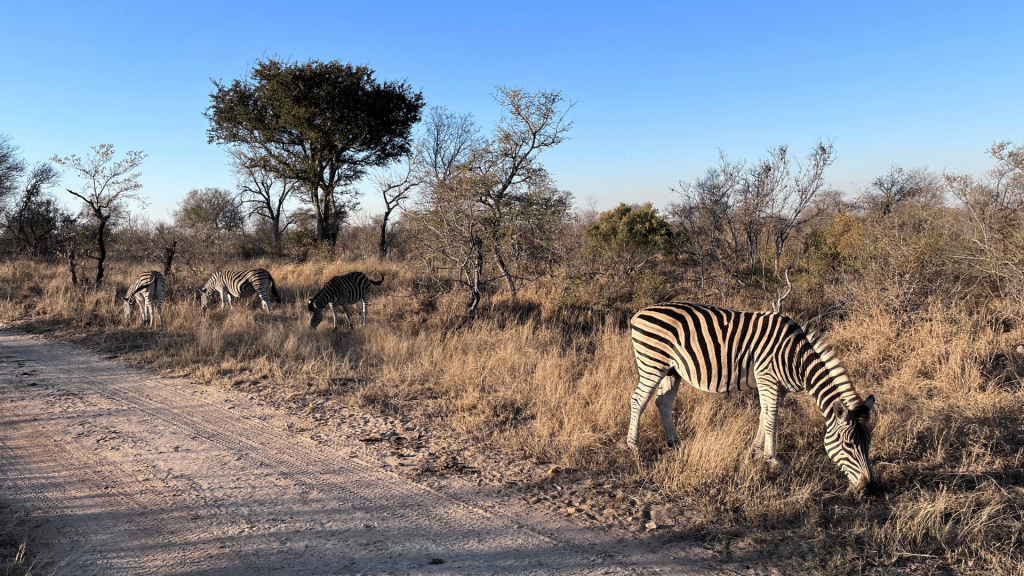 Afrika Tiere 1