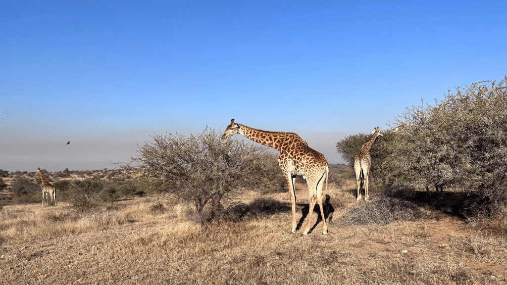 Afrika Tiere