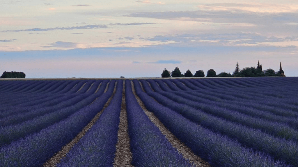 Bluehende Lavendelfelder Valensole Frankreich