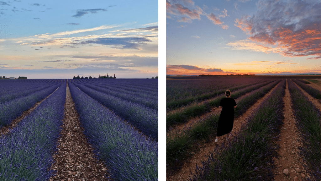 Lavendelfeldere Provence Regina