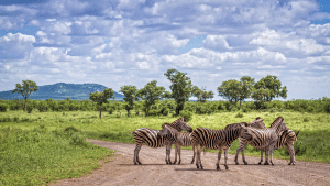 Kruger Nationalpark