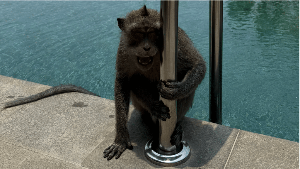 Umana Bali Viele Affen Unterwegs