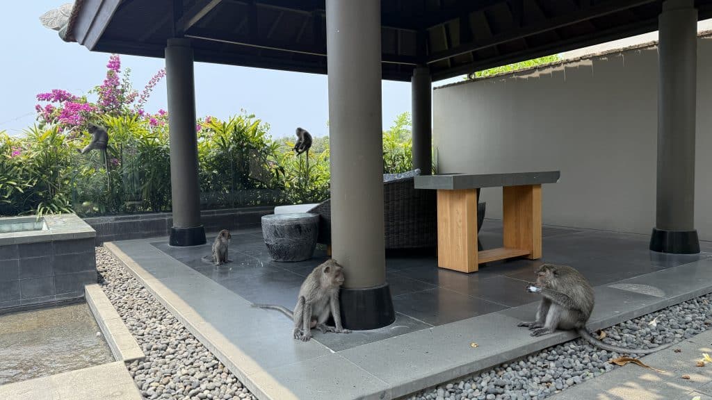 Umana Bali Weitere Affen