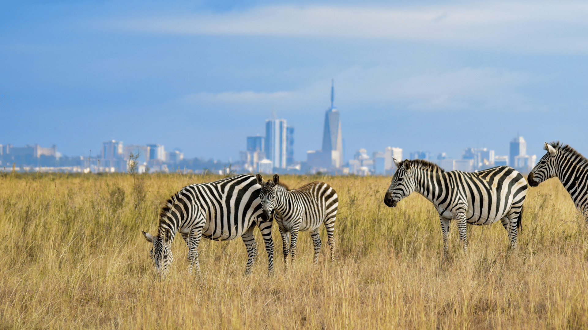 Zebras Vor Nairobi