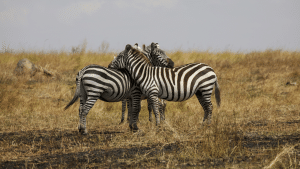 Tansania Sansibar Zebra