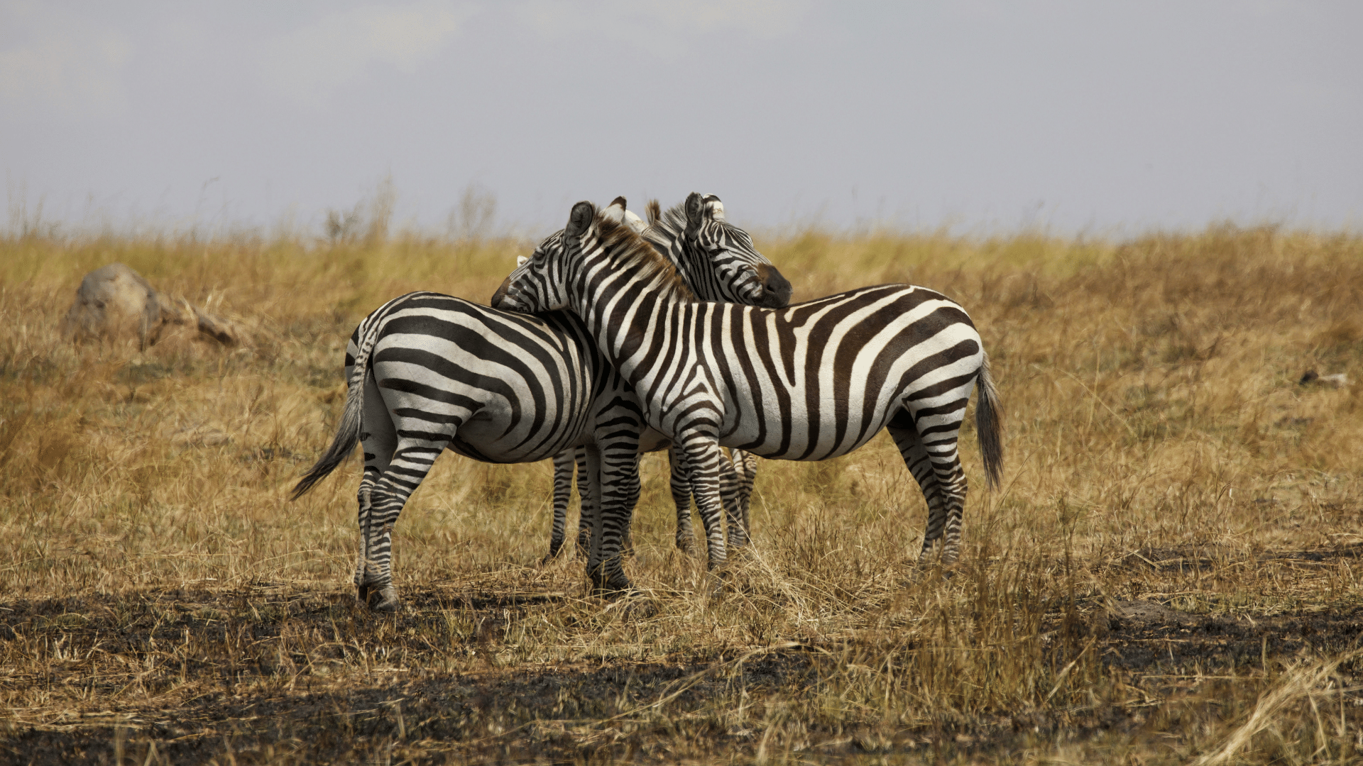 Tansania Sansibar Zebra