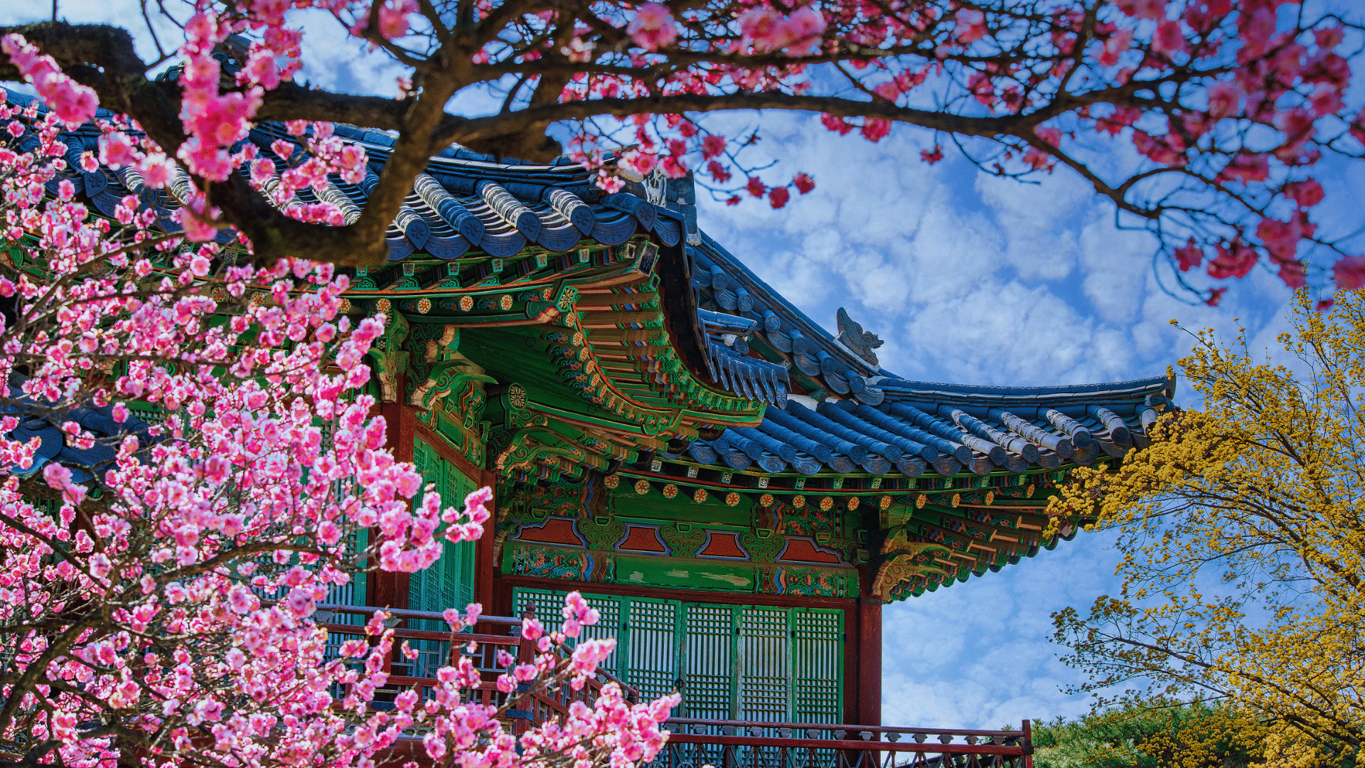 Kirschbluete Suedkorea