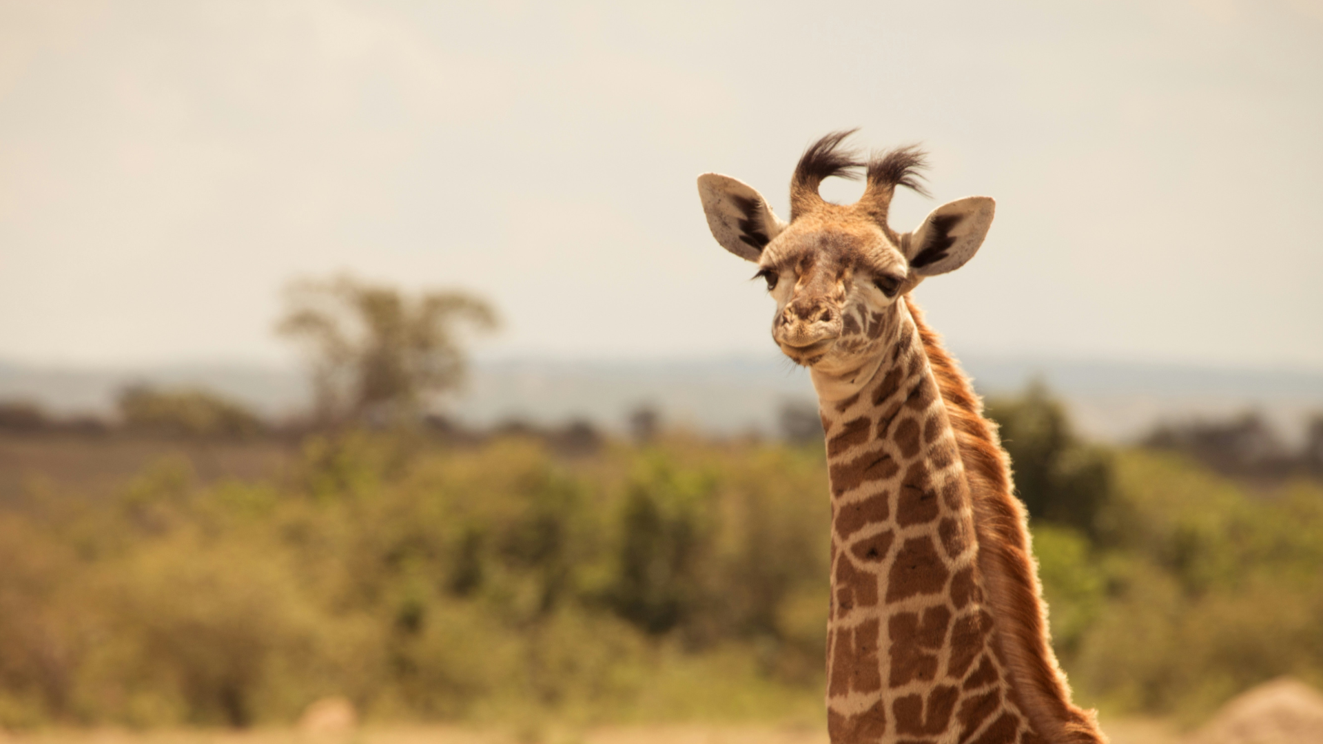 Nairobi Giraffe