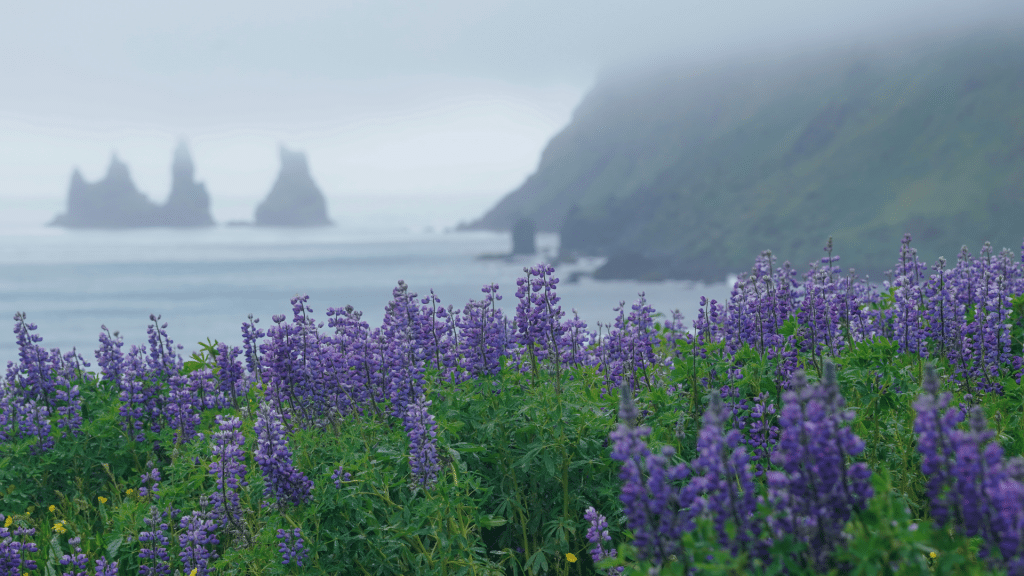 Alaska Lupine in Island
