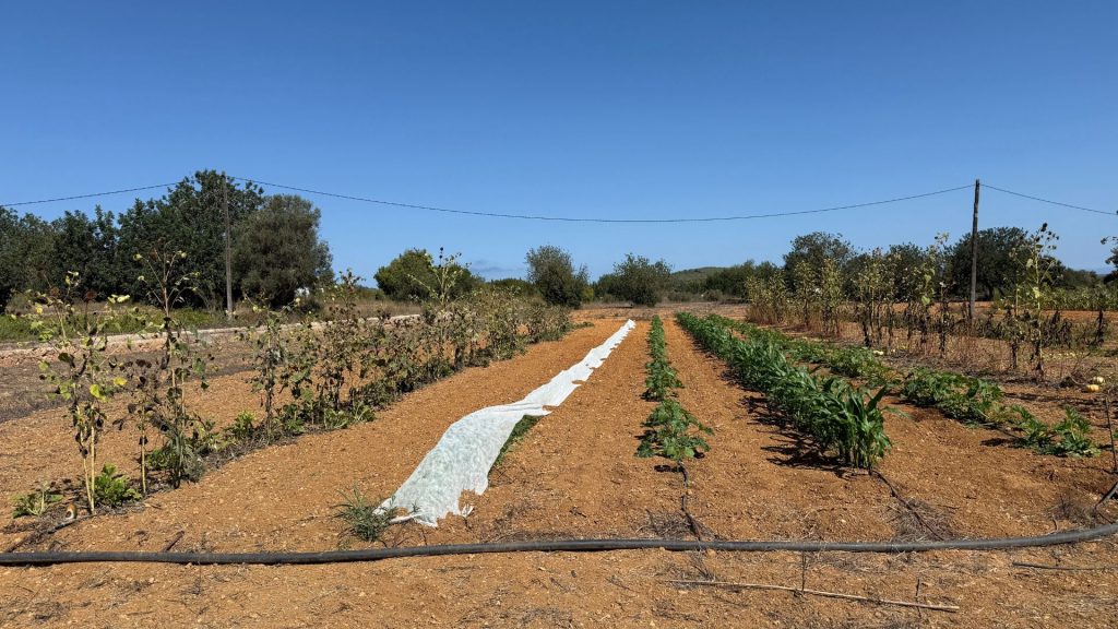 Six Senses Ibiza Farm Feld